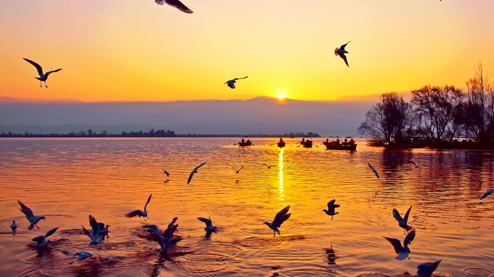 央媒看四川丨候鸟变“留鸟”：四川邛海鸟类达310种创历年新高