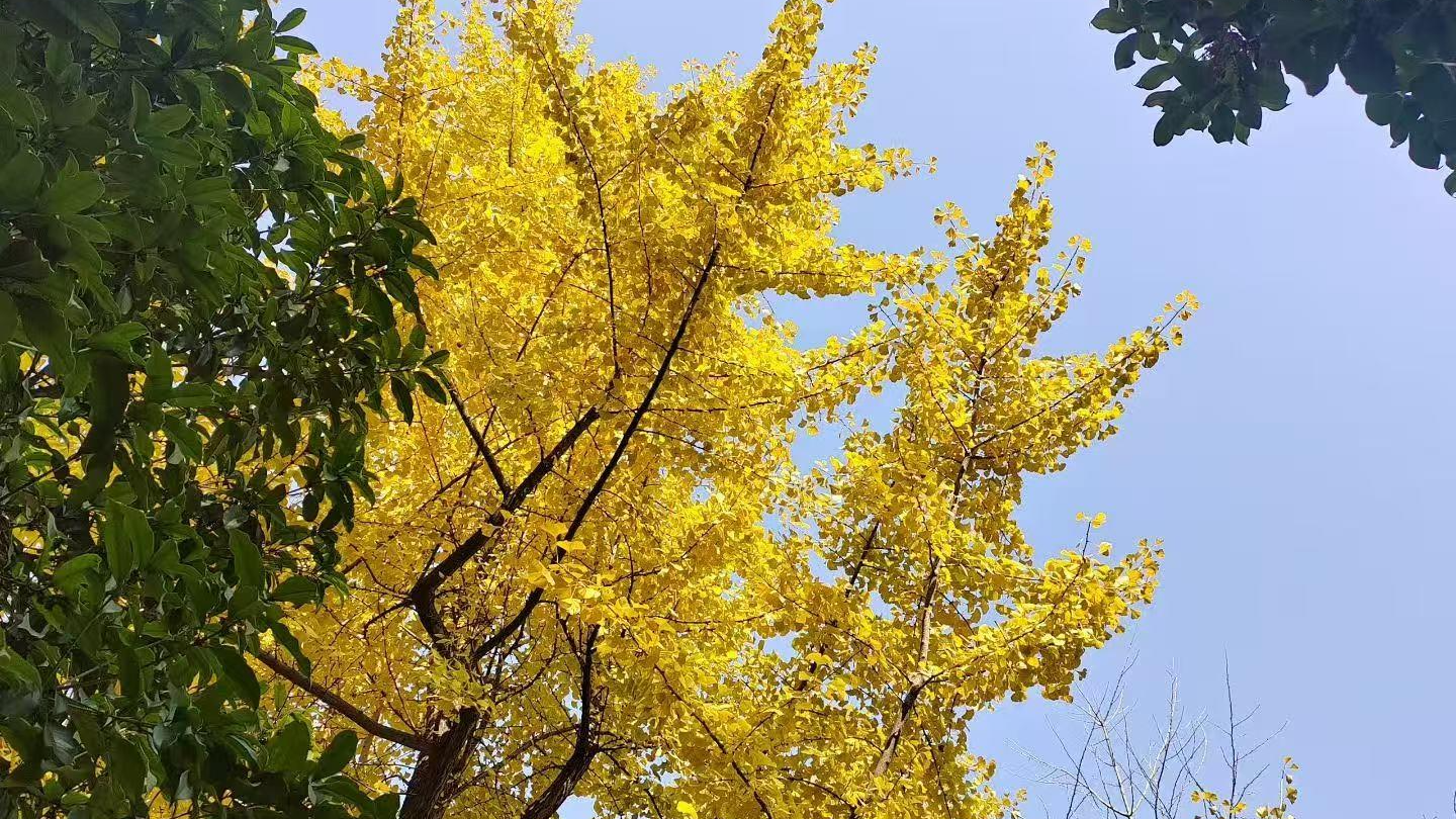 时评｜落叶缓扫，留下可见风景，守住可感温度