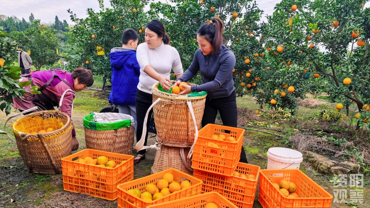 资阳雁江：1000吨“雁媛”集中上市 地头价高出普通蜜柑三四倍