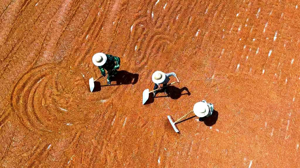 泸州古蔺：“订单高粱”映红致富路 1.92亿元收购款兑现丰收喜悦