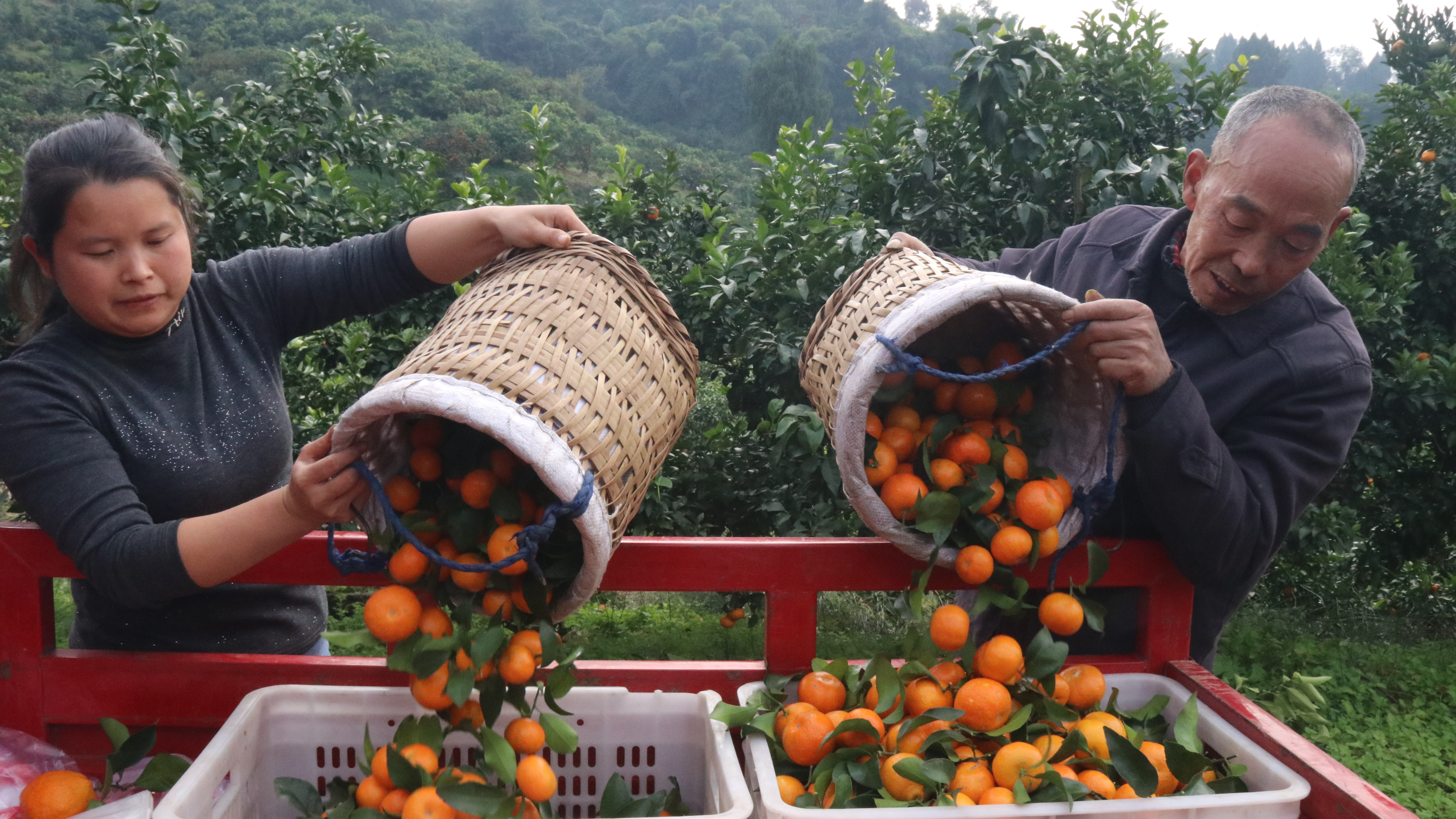 一颗柑橘富一方 达州达川赵家镇用60年种出亿元“甜蜜经济”