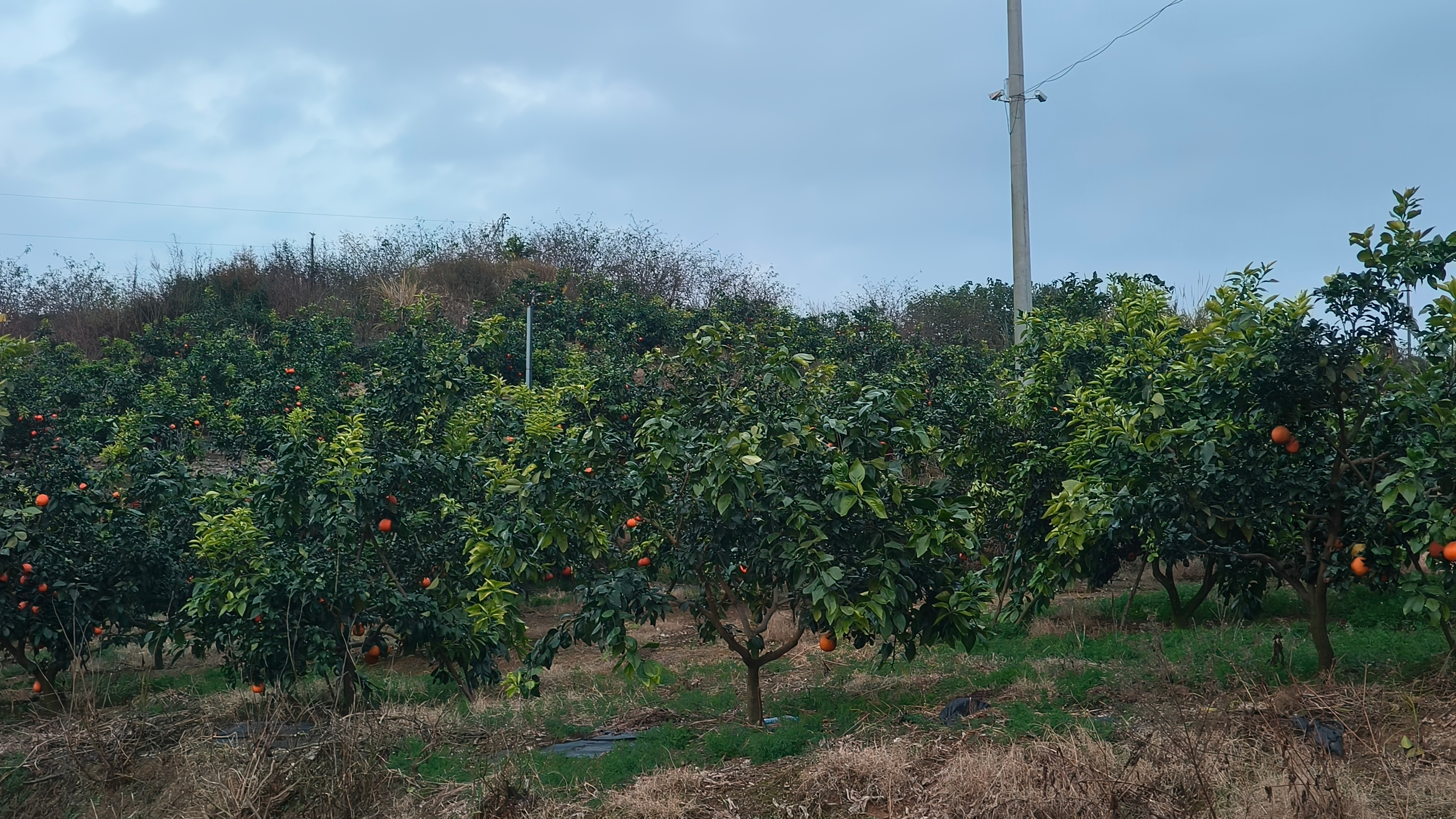 德阳70亩果园上演“躲猫猫”，一场乡村体验游戏如何让柑橘“出圈”？