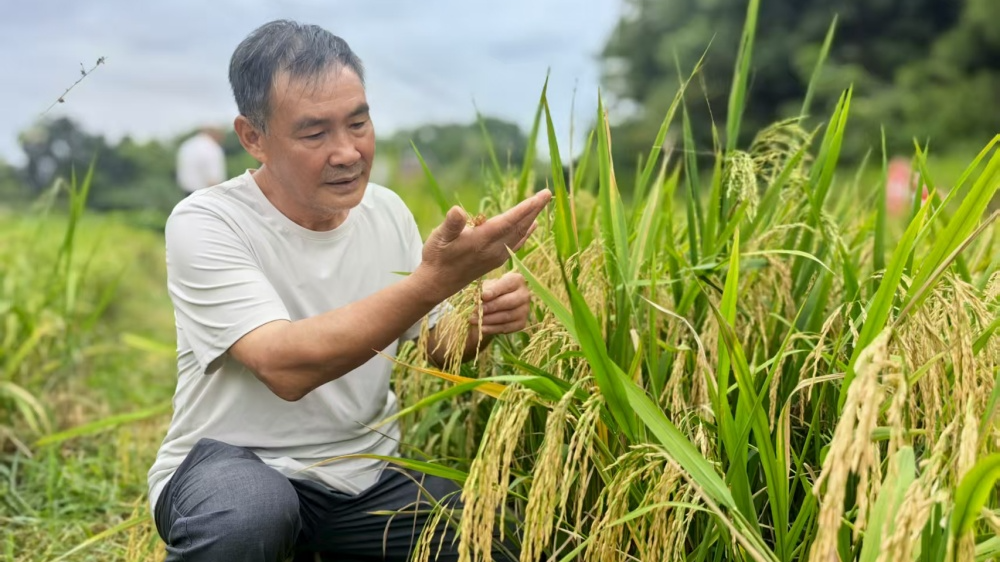 泸州六旬农艺师坚守田间，让旱田长出“金稻穗”