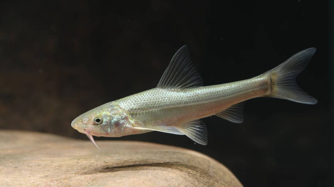 “鱼类大熊猫”圆口铜鱼在成都成功实现人工繁育，未来三年目标年产百万尾