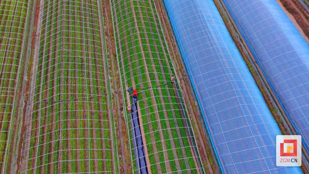 自贡“新农人”陈德玉：在乡土中扎根 在风雨中前行