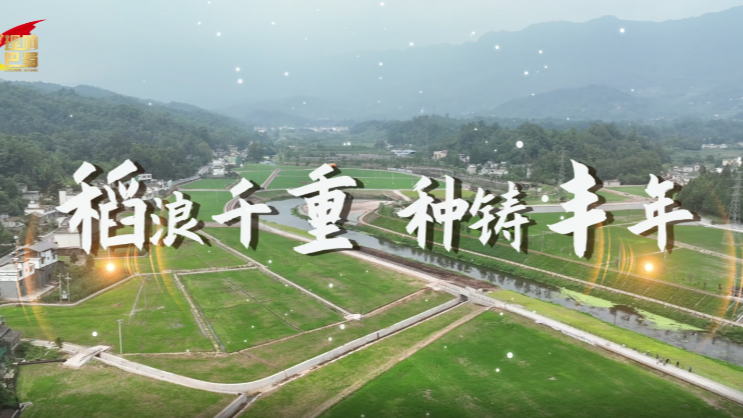理响巴蜀丨稻浪千重 种铸丰年