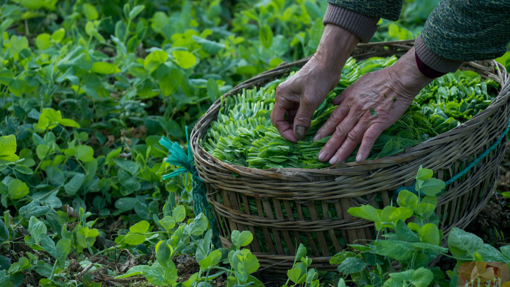 螺旋锁鲜 荣县豌豆尖的保鲜密码
