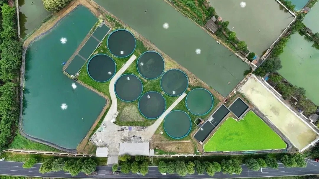 一人一年如何养出40万斤鱼？记者一线探秘