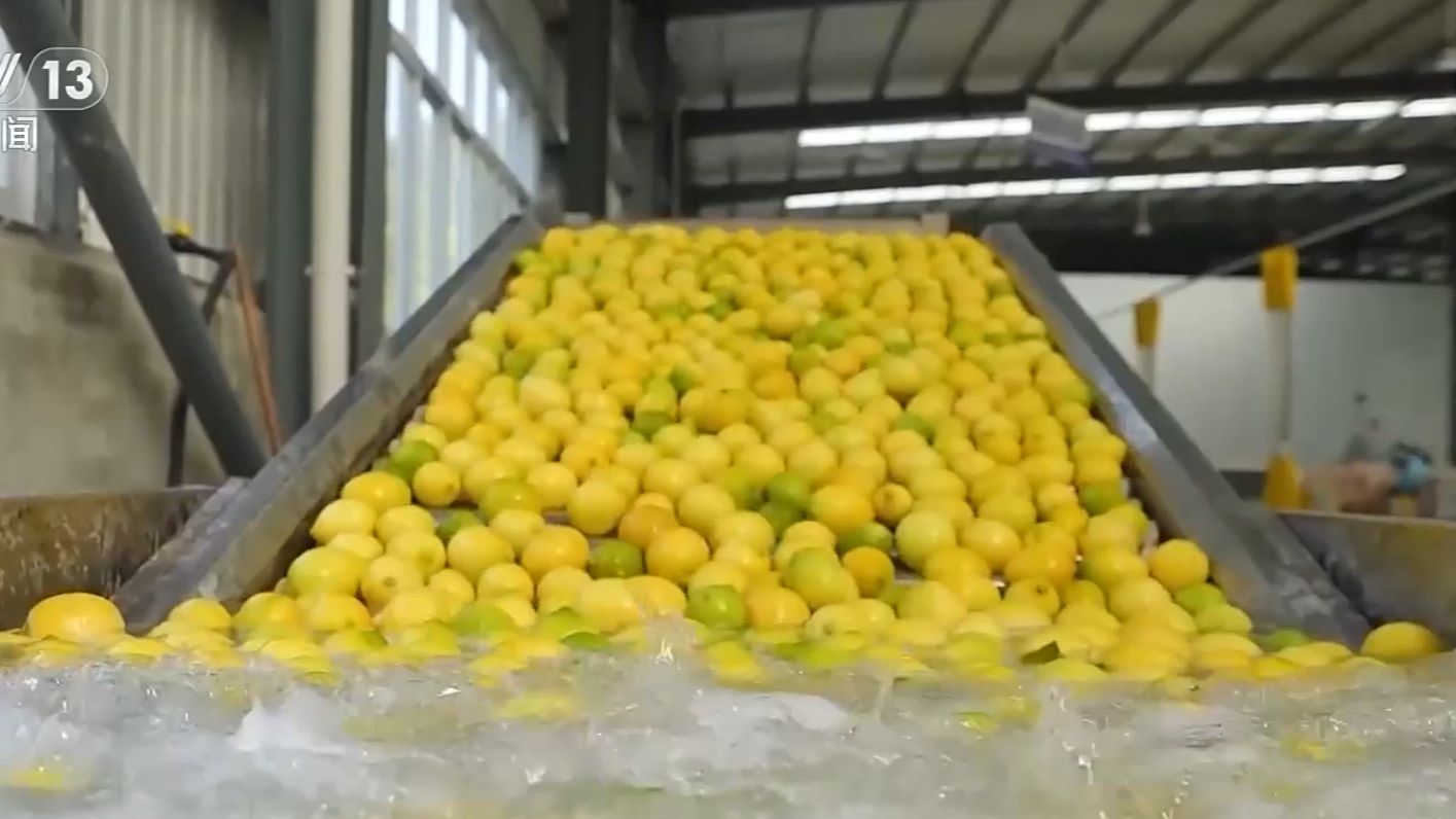 央媒看四川丨成都简阳：4500亩柠檬丰收 田间直供国际市场