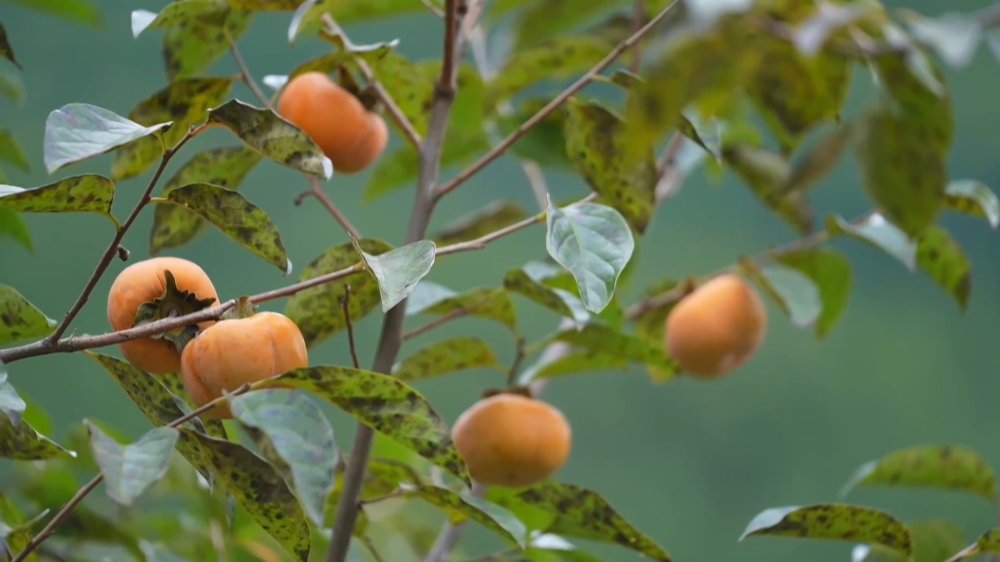 央媒看四川｜广元朝天区羊木镇：生态果园拓宽乡村致富路
