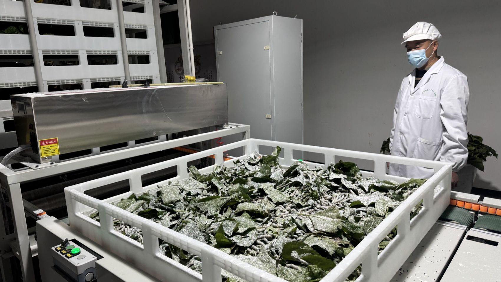 泸州纳溪：小小智能茶桑基地，能否打通生态、经济“双循环”？丨四中全会精神在基层