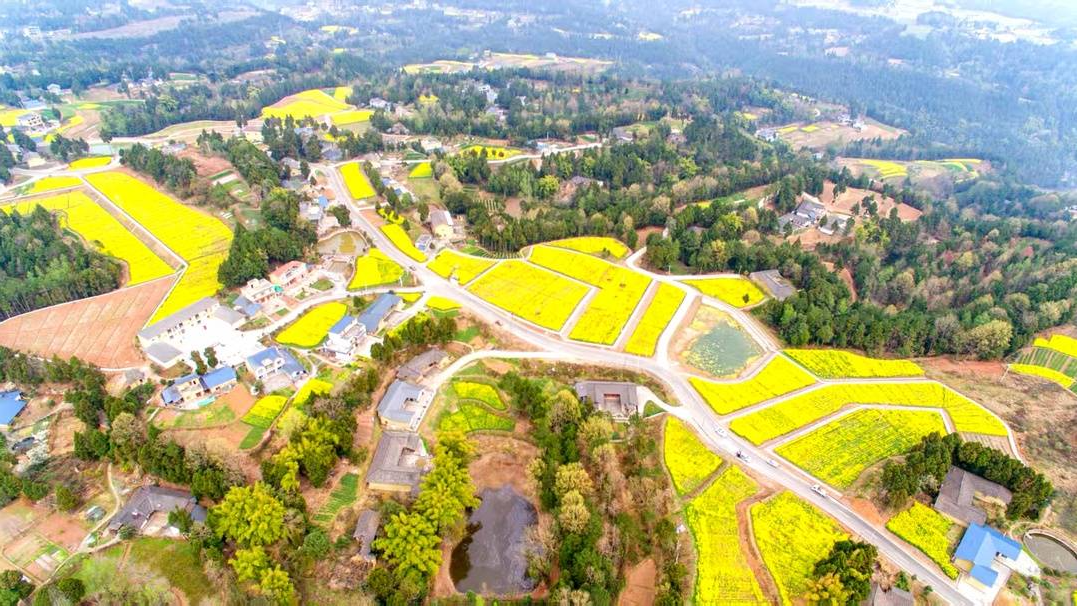 长岭油菜迎来播种季：稻油轮作开启千亩良田农旅融合新篇章