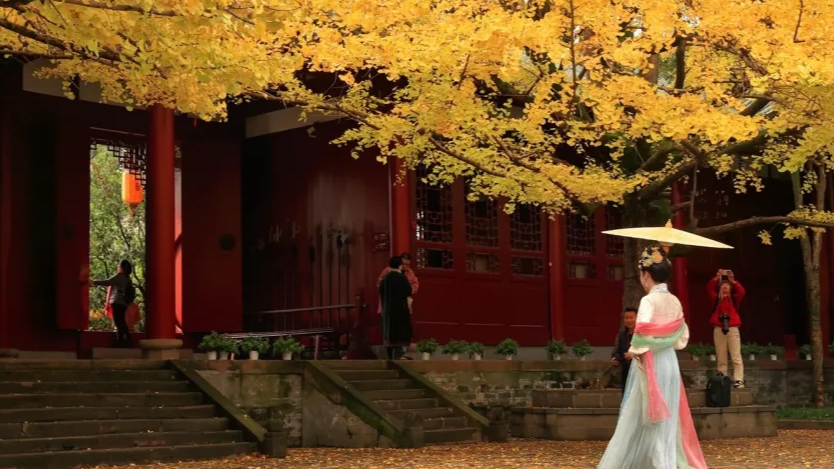 有种初冬氛围感，叫“银杏黄了”