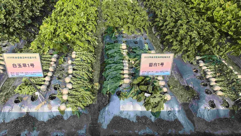 从“保卫萝卜”到“绝地反击”，解码成都种业振兴之路