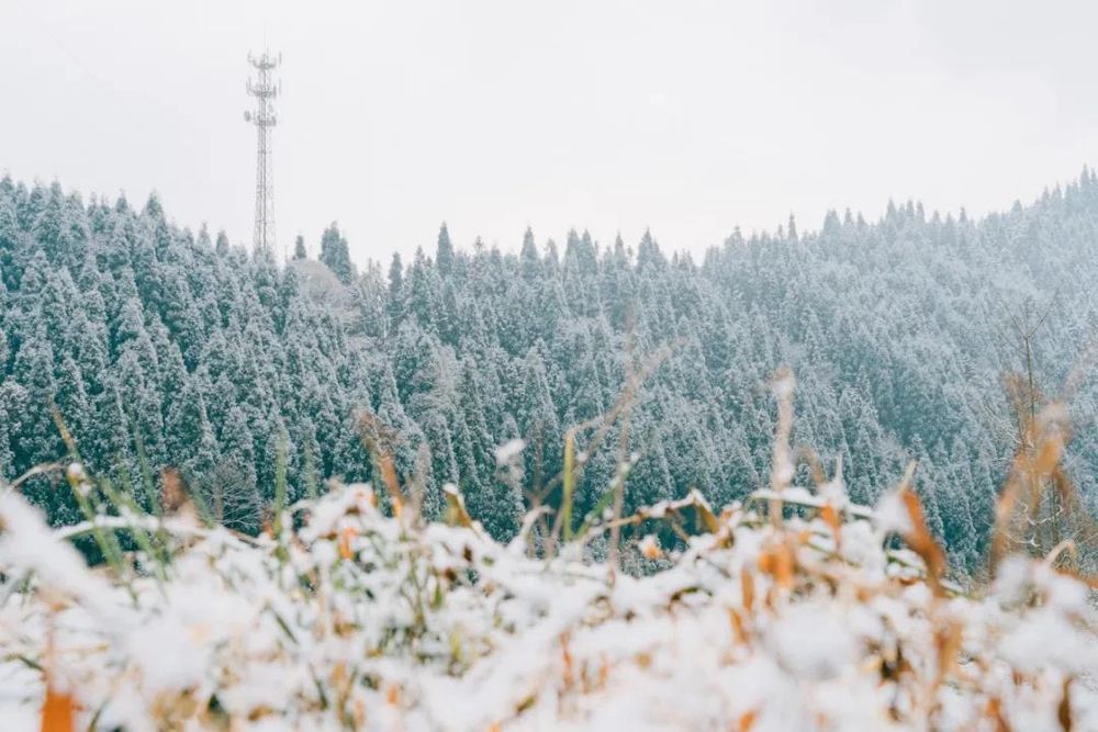 成都官宣入冬！接下来会更冷吗？最新天气预报来了