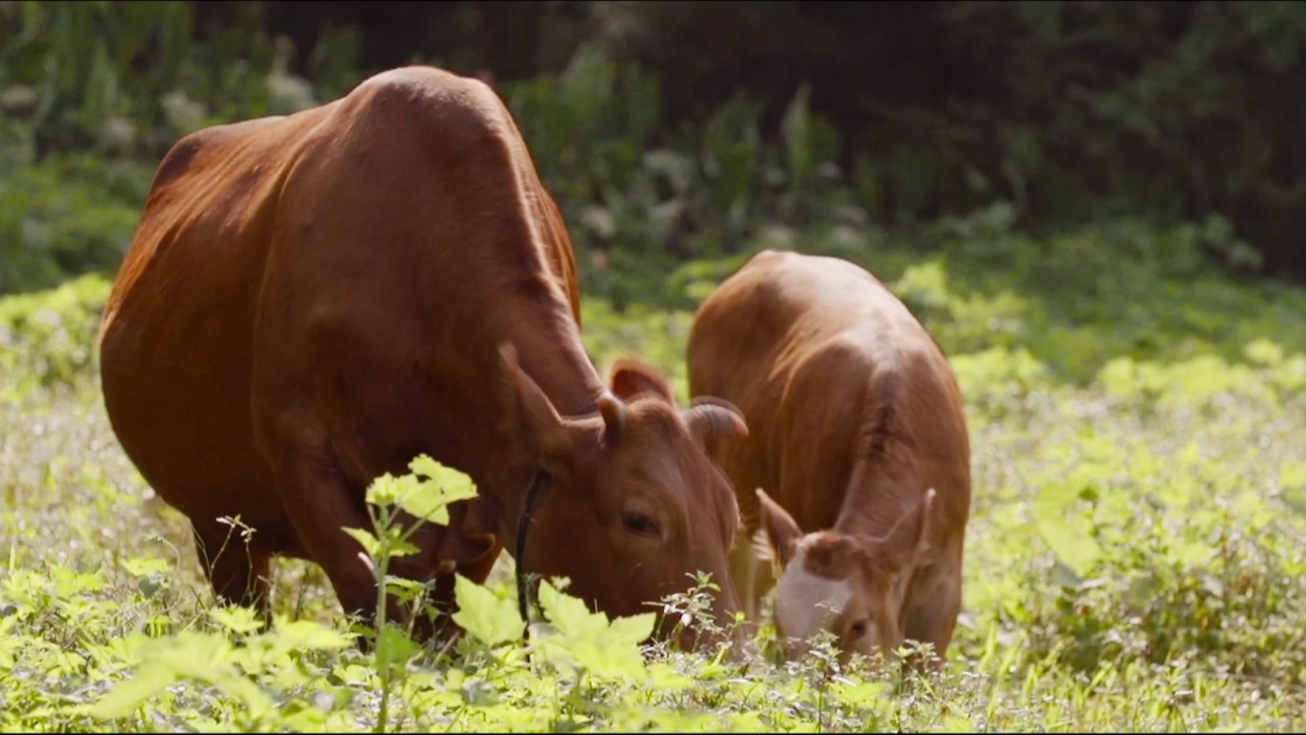“经济大省挑大梁”调研行丨“重生归来” 我押中了宣汉的“牛”股！