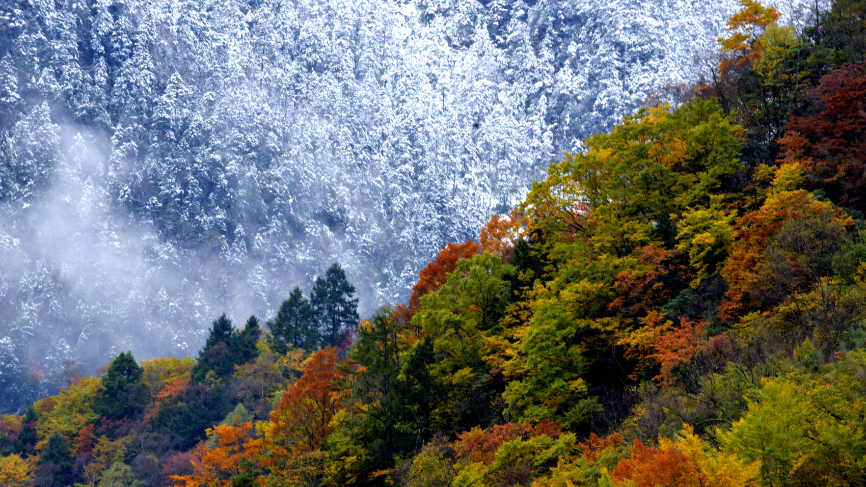 旧友回归、新客到访 四川的生态惊喜藏不住