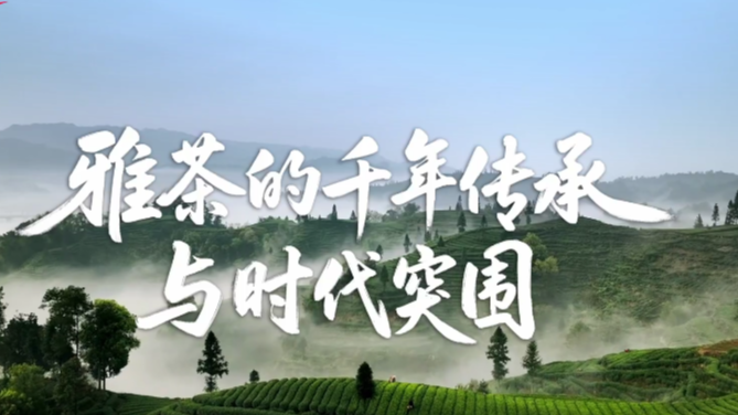 理响巴蜀丨雅茶的千年传承与时代突围