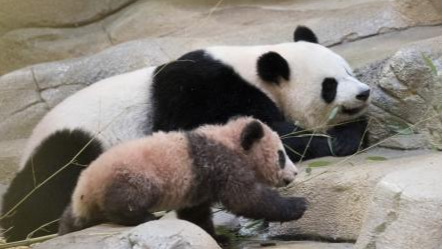 四川与法国的故事，不止大熊猫