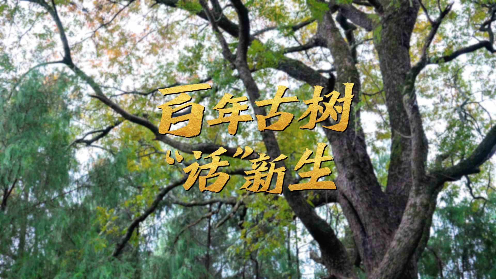 微视频丨百年古树“话”新生