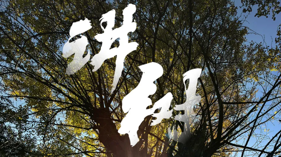 雅安：千年银杏“变”课桌，滋养三代葫芦村人