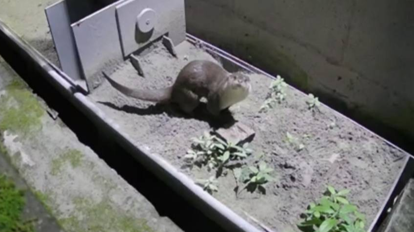 终于拍到欧亚水獭高清影像啦！“獭”在成都挺好的