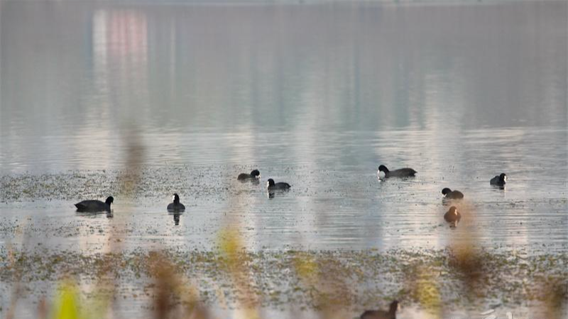 内江生态加分！上百只白骨顶鸡“做客”汉安湖