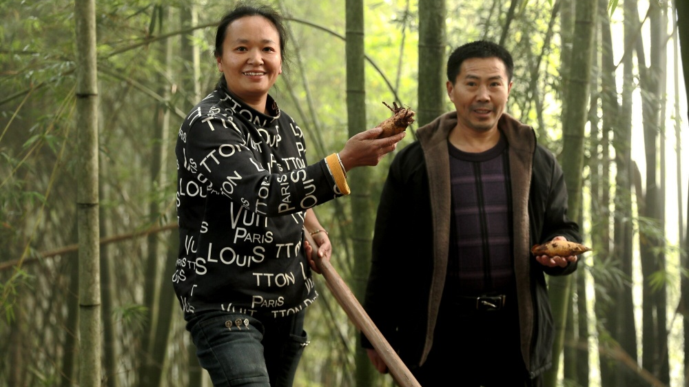 泸州：乌蒙山里冬笋俏，竹海变“绿色银行”