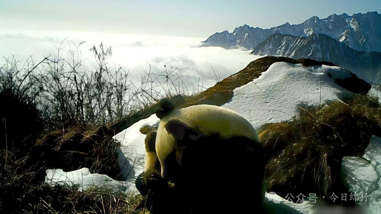 又见大熊猫妈妈带崽巡山！四川绵竹连续7年监测到大熊猫活动影像