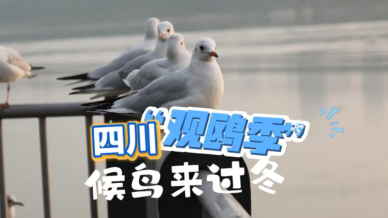 四川迎来“观鸥季”，候鸟“组团”来过冬