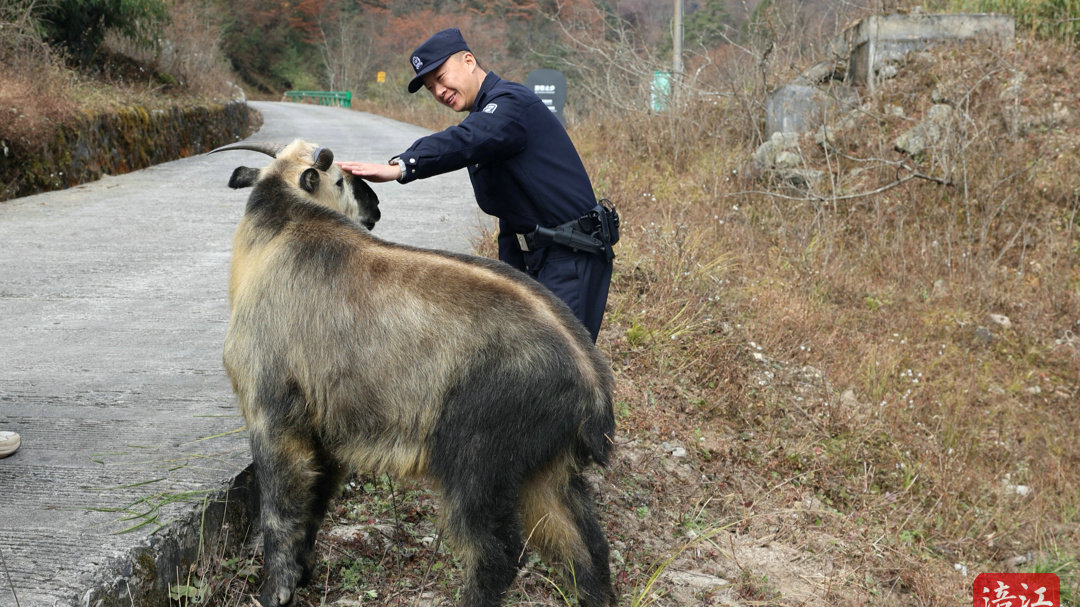 万物有灵 和谐共生！绵阳民警巡护偶遇“明星羚牛” 主动贴脸求摸摸