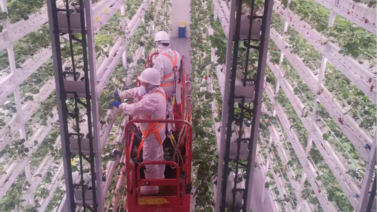 植物住“高楼”，100平方米场地可年产生菜50吨丨四中全会精神在基层