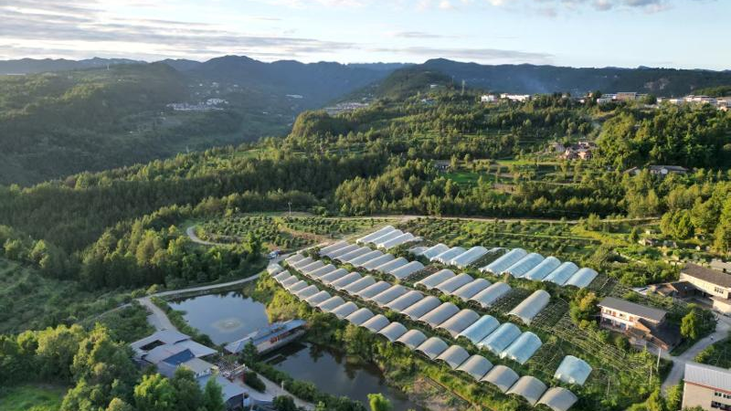 这个农民合作社入选全省典型案例——“线上+线下”托起山乡“绿色”致富梦