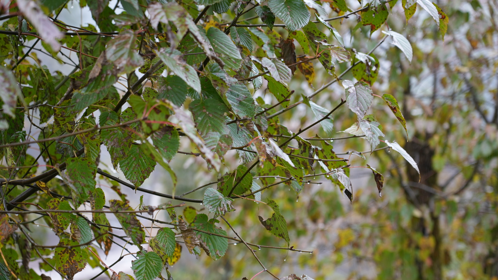 全国最大规模珙桐“搬家”，2900株珙桐“新生”记