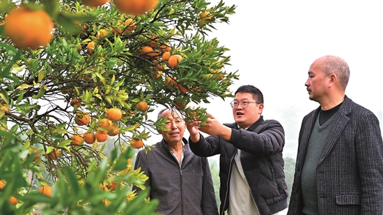 深耕，坚守！一个深丘村庄的蝶变密码与民生答卷