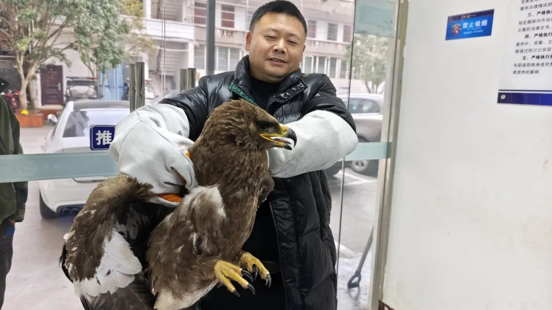 央媒看四川丨草原雕受伤“掉队” 龙泉山生态“托举”