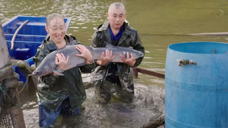 巴中清泉村：“一条鱼”串起产业链“一池水”富裕一方人
