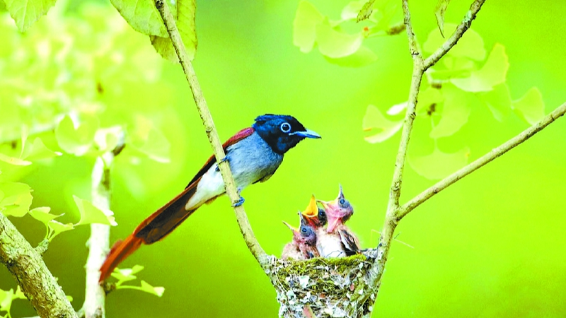 二十余载守望  他用光影刻下南充“飞鸟谱”