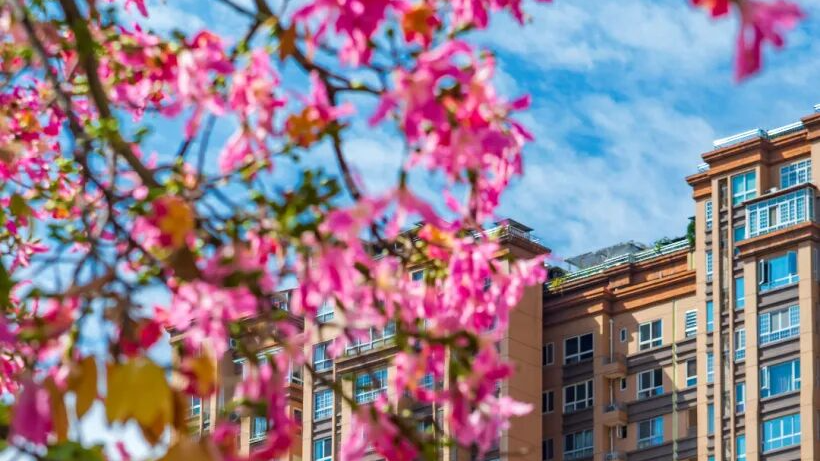 攀枝花的冬天开挂了！人民日报都在打卡的粉色花海，美到爆