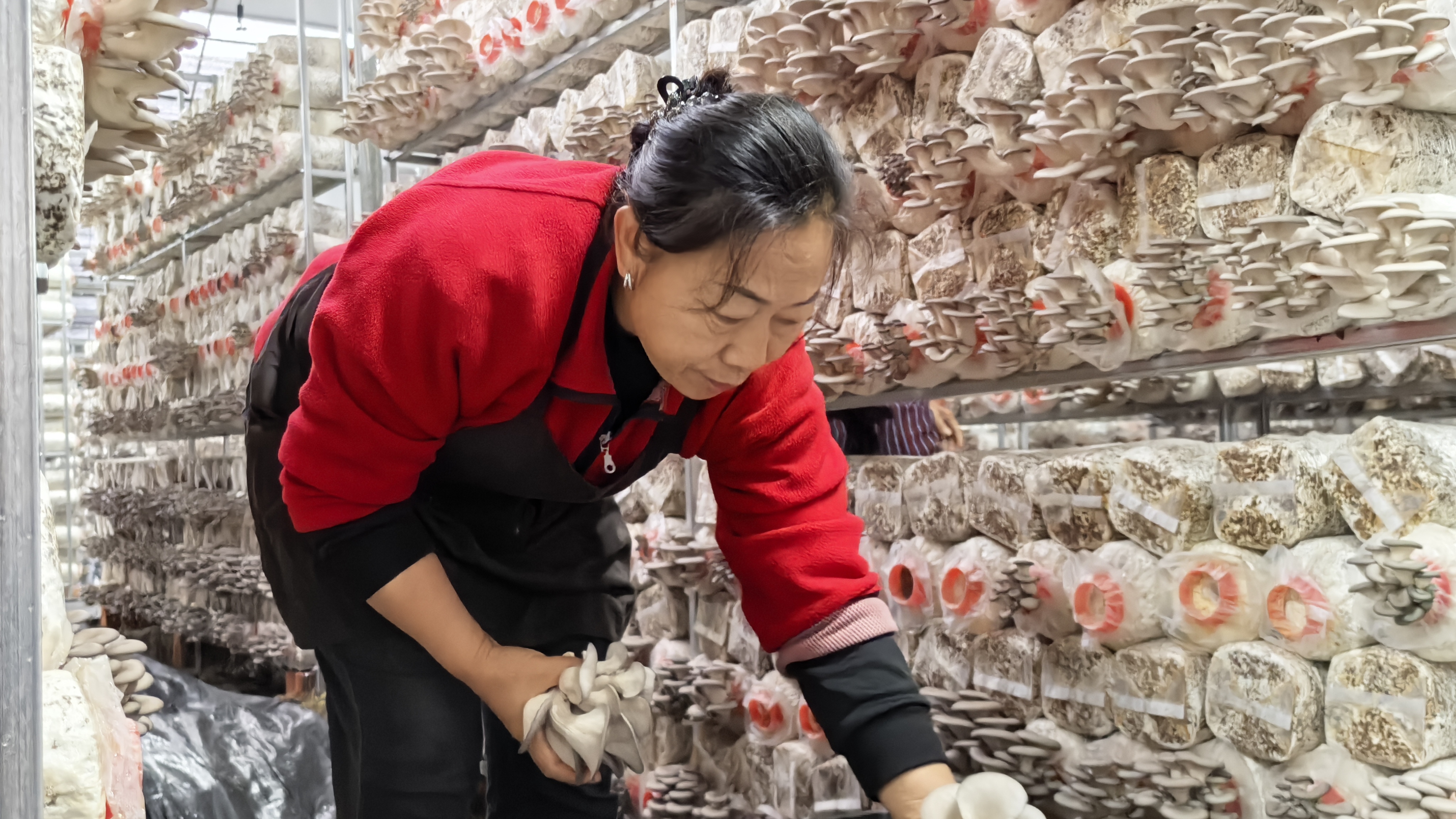 “土沃生万金”！冬日龙泉驿花果飘香菜满畦