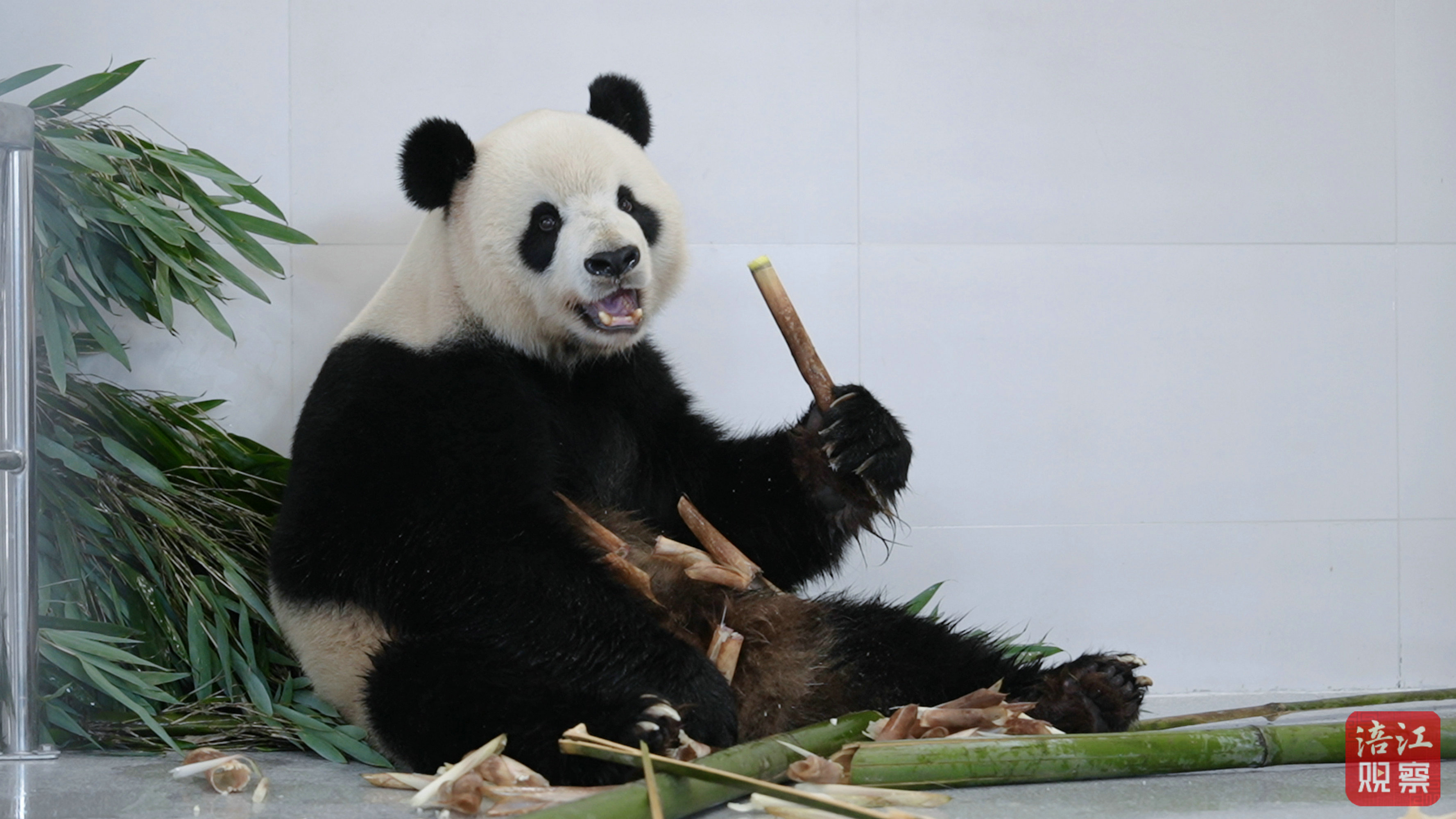 12月29日起，绵阳中华大熊猫苑面向公众试运营