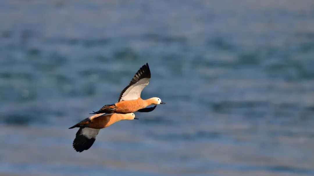 藏不住的浪漫！乐山冬日“顶流”已上线