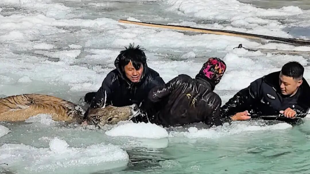 甘孜州：警民合力破冰救助白唇鹿 获人民日报央视等媒体点赞