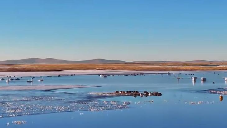 四川阿坝：若尔盖草原上的“冬日恋曲”