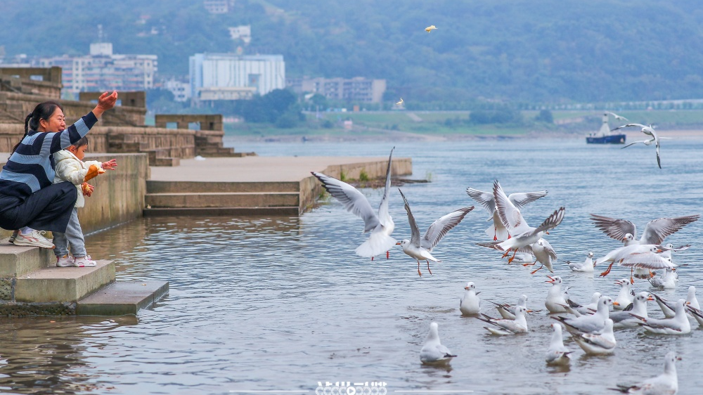 泸州：一样的“动物城”，不一样的“疯狂”