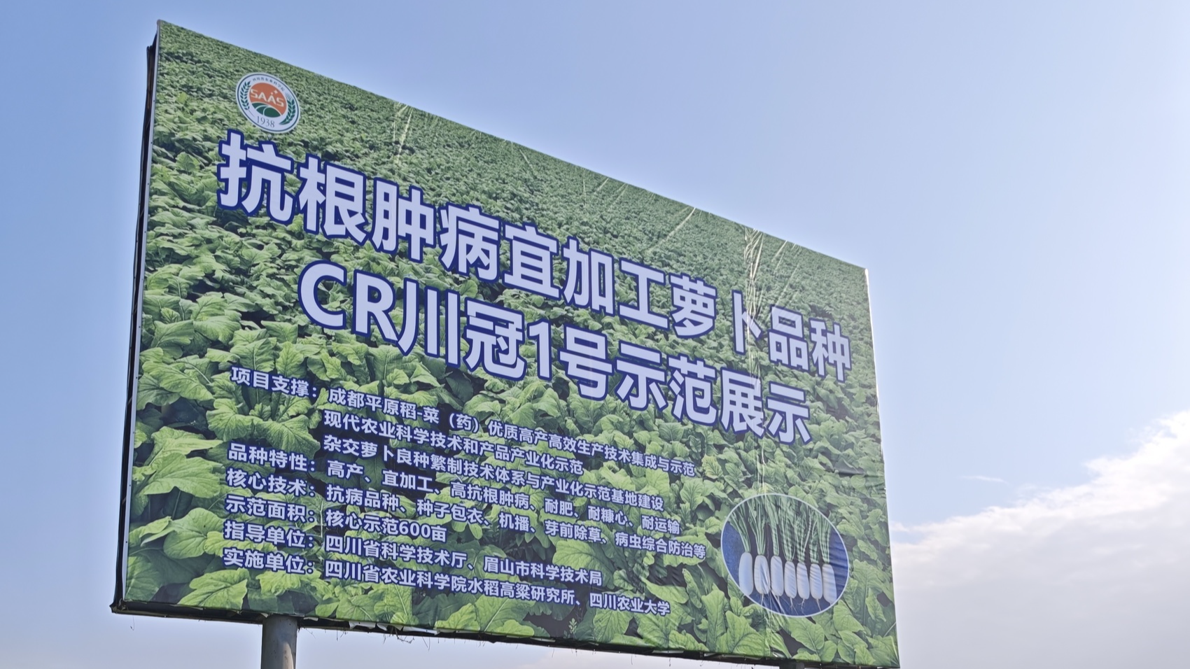 保卫萝卜！攻克萝卜“癌症”，四川有新突破