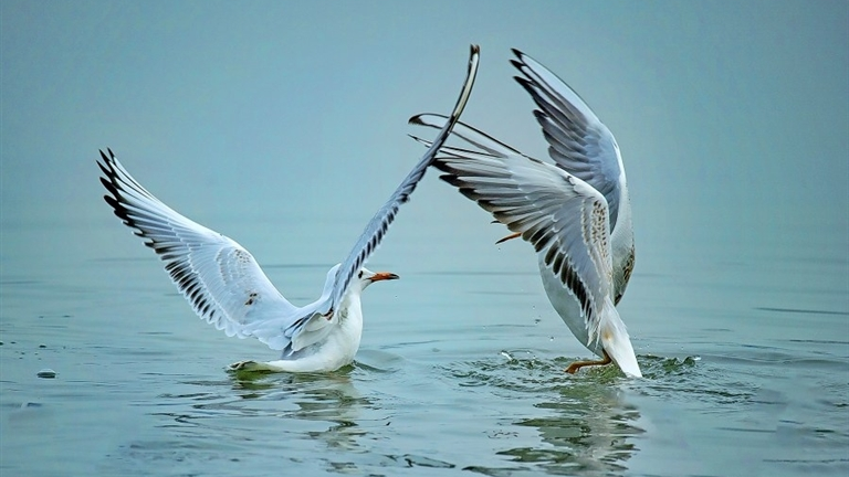 “稀客”变“常客”！遂宁生态“吸引力”拉满
