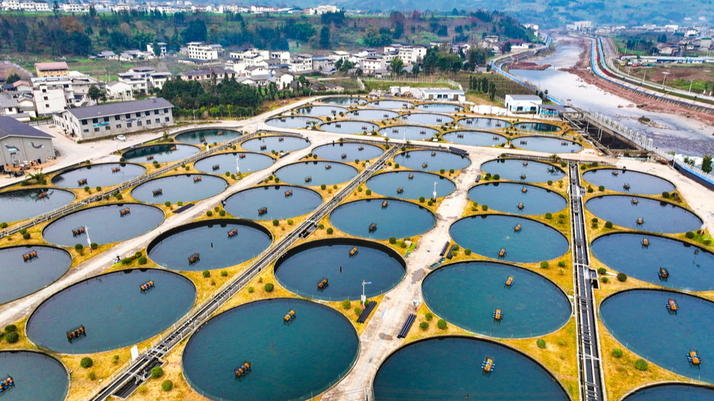 四川再添鱼子酱出口县，为何是荥经？