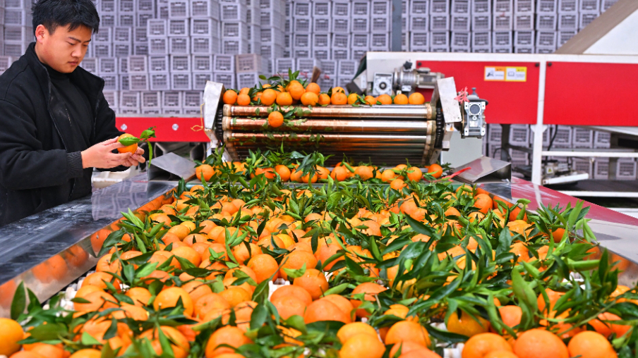 眉山仁寿：沃土结“金果”  海外拓新篇