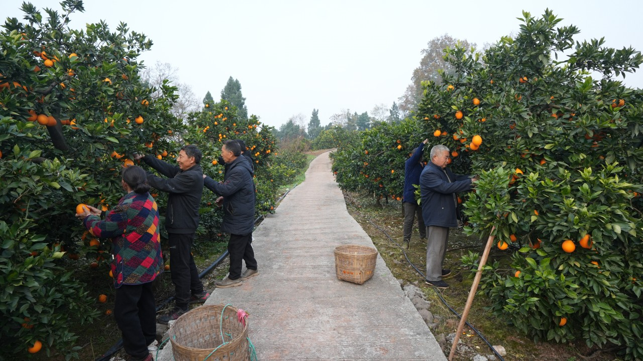 从一棵“佛系”变异株到亿元产业 安岳佛乐橙的“橙长密码”